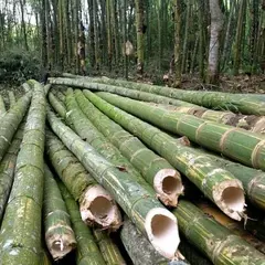 Harvesting